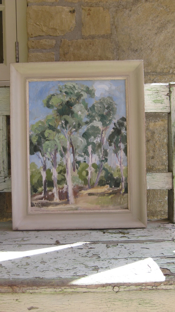 Eucalyptus Trees